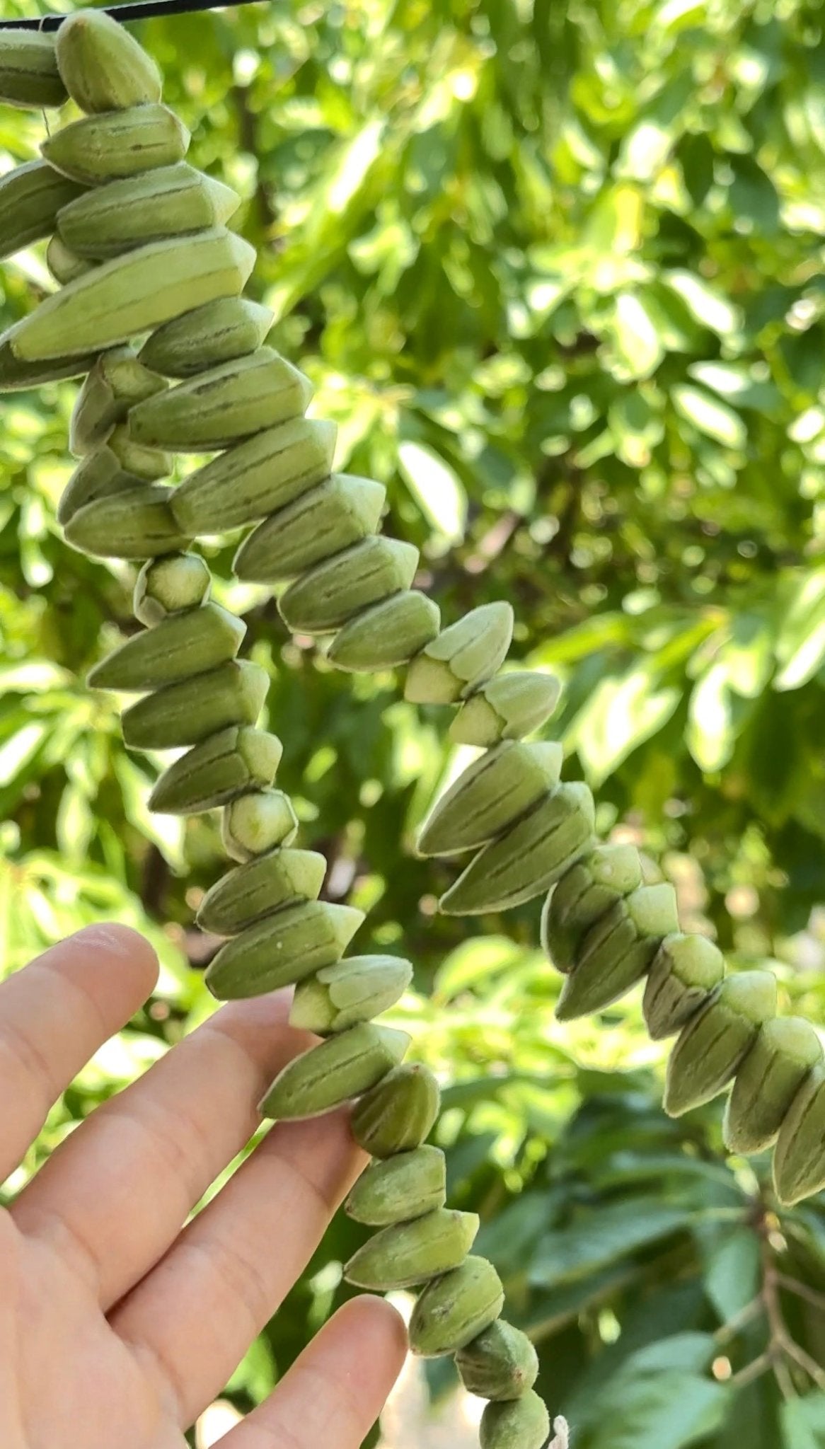 Sağlık Deposu: Silifke Doğal Kuru Bamyamız (100gr) - Akdeniz Marketim
