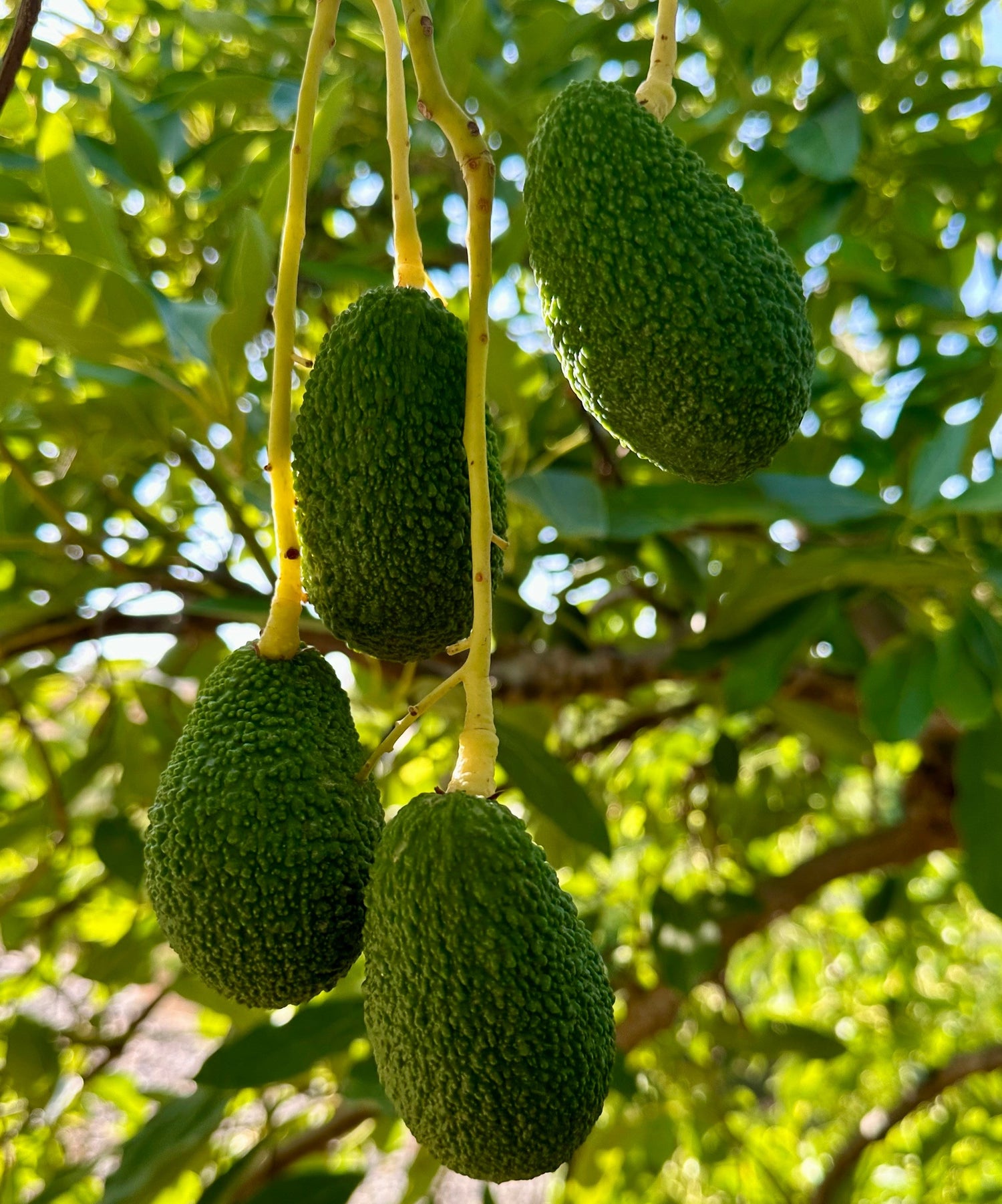 Has Silifke Alanya Avokadosu