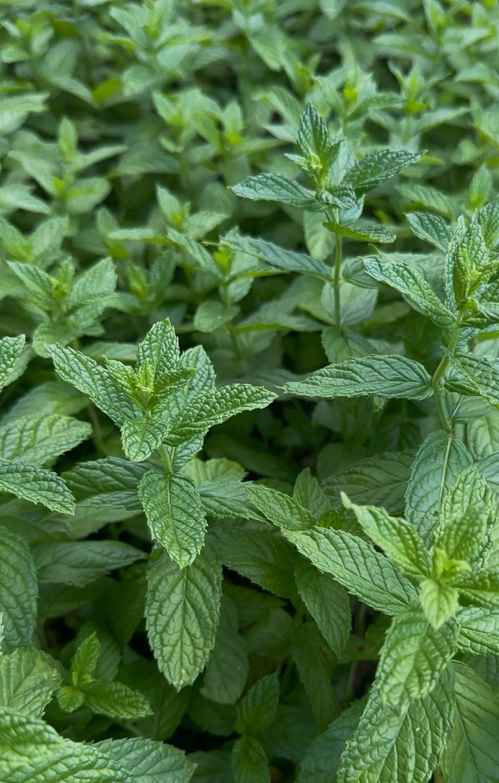 Doğal Kuru Nane (50gr) - Akdeniz Marketim