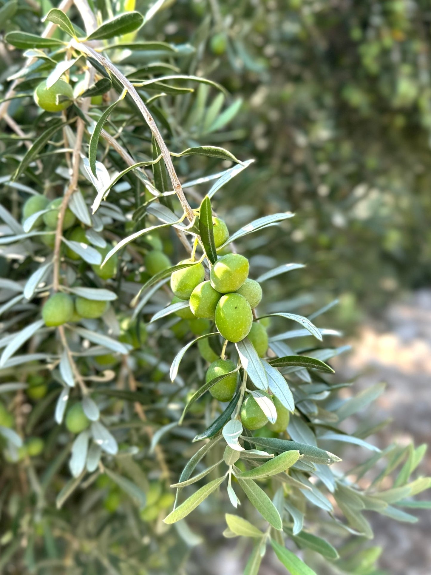 Elde Kırılmış Doğal Yeşil Zeytin (3kg / 5lt Kavanoz) - Akdeniz Marketim