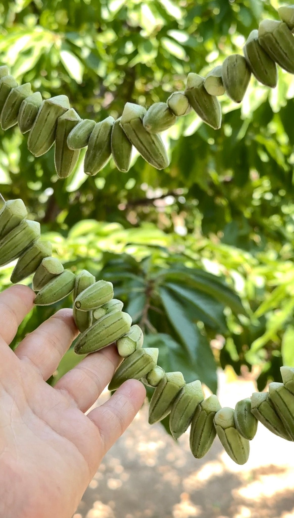 Sağlık Deposu: Silifke Doğal Kuru Bamyamız (100gr) - Akdeniz Marketim