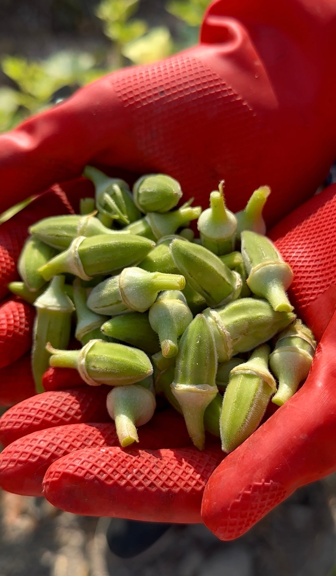 Sağlık Deposu: Silifke Doğal Kuru Bamyamız (100gr) - Akdeniz Marketim